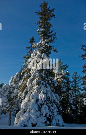 Eine Sibirische Fichte bedeckt mit Schnee und harte Reim in den Fjälls von Finnisch-Lappland Stockfoto