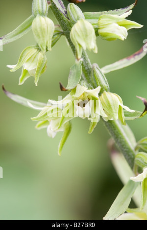 Breitblättrigen Helleborine Epipactis Helleborine Nahaufnahmen von Blumen Stockfoto