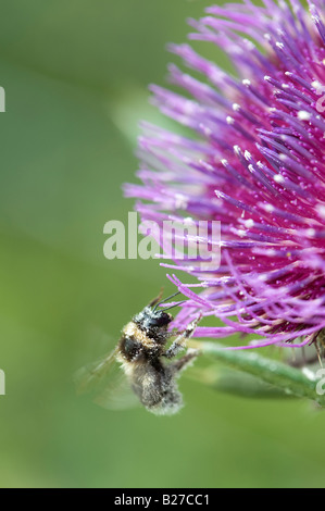 Pollen bedeckt Hummel auf einer Eselsdistel in der englischen Landschaft. UK Stockfoto