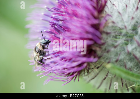 Pollen bedeckt Hummel auf einer Eselsdistel in der englischen Landschaft. UK Stockfoto