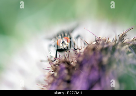 Sarcophaga Bercaea. Fleisch Fliege an Eselsdistel Stockfoto