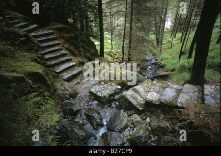 Schritte auf einem Waldweg in County Cork-Irland Stockfoto