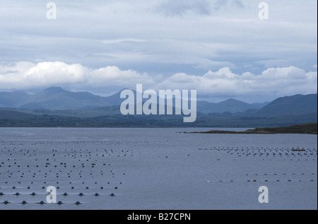 Schalentiere Aquakultur Betten und die Iveragh-Halbinsel in der Grafschaft Kerry an der West Küste von Irland Stockfoto