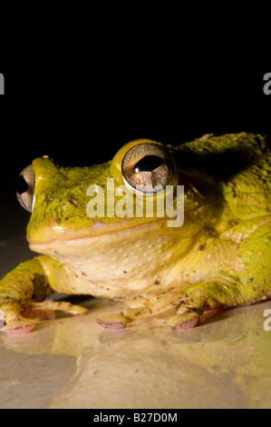 Frosch in Vinales, Kuba, Karibik Stockfoto