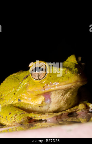 Frosch in Vinales, Kuba, Karibik Stockfoto