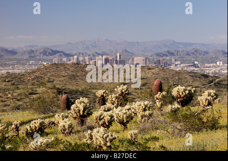 City of Phoenix und Wüste in voller Blüte mit Cholla Cactus Opuntia Bigelovii South Mountain Park Phoenix Arizona USA März 2008 Stockfoto