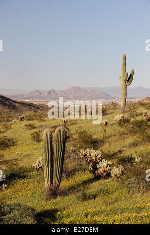 City of Phoenix und Wüste in voller Blüte mit Saguaro Kaktus Carnegiea Gigantea South Mountain Park Phoenix Arizona USA März 2008 Stockfoto