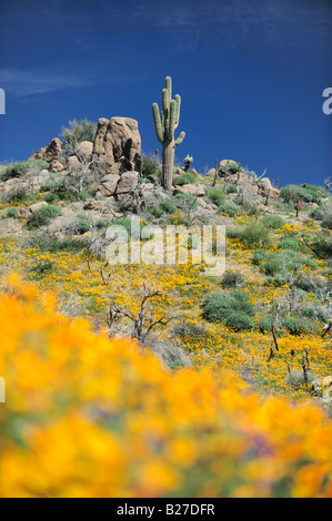 Wüste in voller Blüte mit mexikanischen Gold Poppy Wüste Lupine Saguaro Kaktus Tonto National Forest Bartlett See Arizona USA März Stockfoto