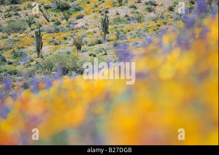 Wüste in voller Blüte mit mexikanischen Gold Poppy Wüste Lupine Saguaro Kaktus Tonto National Forest Bartlett See Arizona USA März Stockfoto