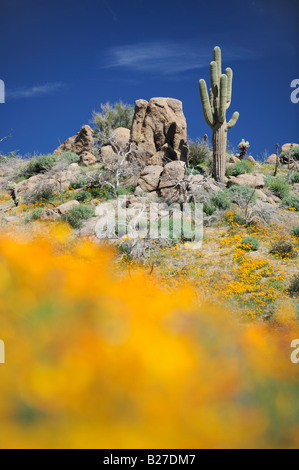 Wüste in voller Blüte mit mexikanischen Gold Poppy Wüste Lupine Saguaro Kaktus Tonto National Forest Bartlett See Arizona USA März Stockfoto