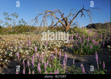 Wüste in voller Blüte mit Arizona lupine Pfarrei s Gold Poppy Brown eyed Primrose Joshua Tree Nationalpark Kalifornien USA März Stockfoto