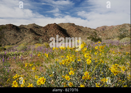 Wüste in voller Blüte mit Brittlebush Encelia Farinosa Arizona lupine Lupinus Arizonicus Joshua Tree Nationalpark Kalifornien Stockfoto
