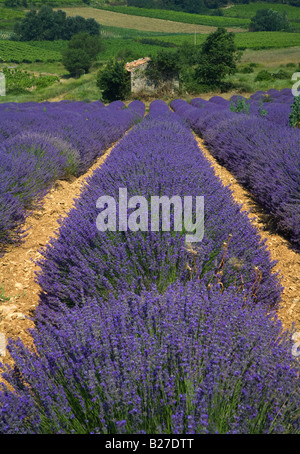 Lavendel-Feld in der Nähe von Valensole, Provence, Frankreich. Stockfoto