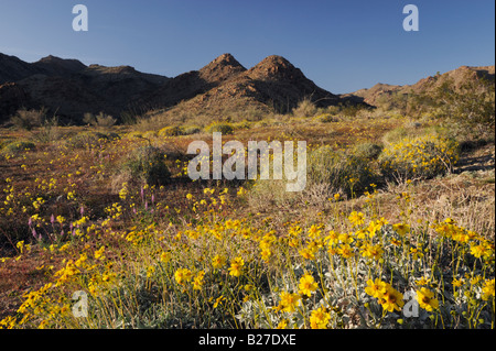 Wüste in voller Blüte mit Brittlebush gelbe Tassen Arizona lupine Joshua Tree Nationalpark Kalifornien USA Stockfoto