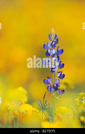 Wüste Lupine im Bereich der mexikanischen Gold Mohn blüht Organ Pipe Cactus National Monument Arizona USA Stockfoto