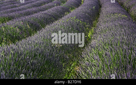 Lavendel-Feld in der Nähe von Sault, Provence, Frankreich. Stockfoto