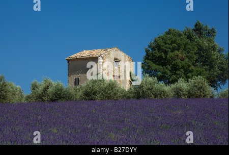 Lavendel Feld mit Stein gebaut Hütte in der Nähe der Stadt Methamis, Vaucluse Gegend der Provence. Stockfoto