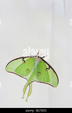 Luna Motte Actias Luna Erwachsenen gehockt Vorhänge New Braunfels, Texas USA, März 2008 Stockfoto