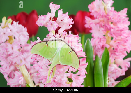 Luna Motte Actias Luna Erwachsenen ruht auf Ostern Hyazinthe Hyacinthus s New Braunfels, Texas USA, März 2008 Stockfoto