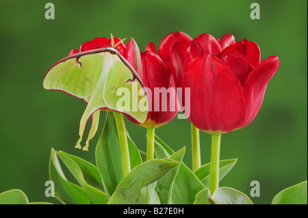 Luna Motte Actias Luna Erwachsenen ruht auf Ostern Tulip New Braunfels Texas USA, März 2008 Stockfoto