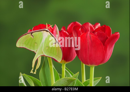 Luna Motte Actias Luna Erwachsenen ruht auf Ostern Tulip New Braunfels Texas USA, März 2008 Stockfoto