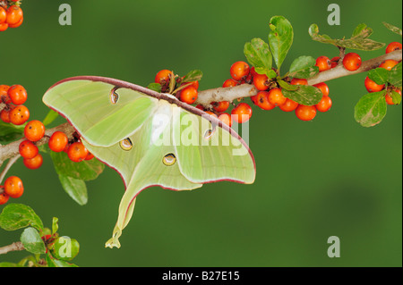 Luna Motte Actias Luna Erwachsene auf Possumhaw Ilex Decidua New Braunfels Texas USA März 2008 Stockfoto