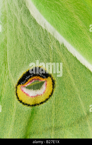 Luna Motte Actias Luna nahe Flügel auf der Augenflecken auf Rückseite New Braunfels, Texas USA März 2008 Stockfoto