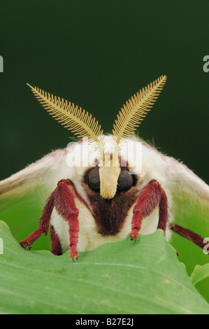 Luna Motte Actias Luna Erwachsener Kopf Großaufnahme New Braunfels, Texas USA März 2008 Stockfoto