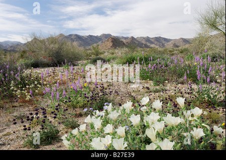 Wüste in voller Blüte mit Sand Blazing Star Chia Arizona lupine Joshua Tree Nationalpark Kalifornien USA Stockfoto