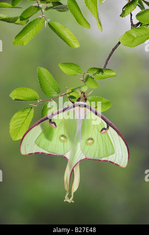 Luna Motte Actias Luna Erwachsenen gehockt Zeder Ulme Ulmus Crassifolia New Braunfels, Texas USA, März 2008 Stockfoto