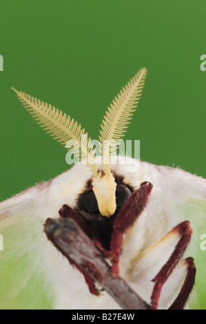 Luna Motte Actias Luna Erwachsener Kopf Großaufnahme New Braunfels, Texas USA März 2008 Stockfoto