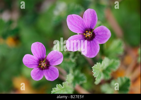 Texas Heron Bill Erodium Texanum blühenden Joshua Tree Nationalpark Kalifornien USA März 2008 Stockfoto