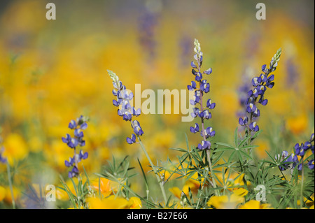 Wüste Lupine im Bereich der mexikanischen Gold Mohn blüht Organ Pipe Cactus National Monument Arizona USA Stockfoto