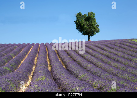 Eine typische Lavendelfeld in der Nähe von Valensole mit einsamen Baum, Provence. Stockfoto