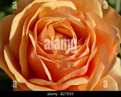 Englische Rose Charles Austin (rosa) Stockfoto