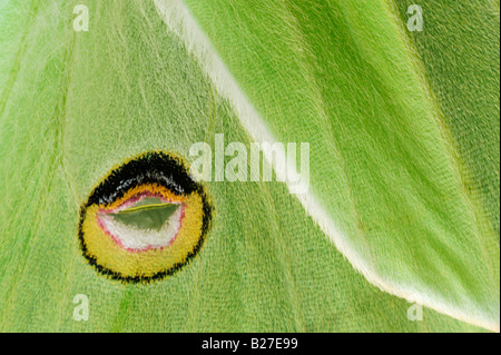 Luna Motte Actias Luna nahe Flügel auf der Augenflecken auf Rückseite New Braunfels, Texas USA März 2008 Stockfoto