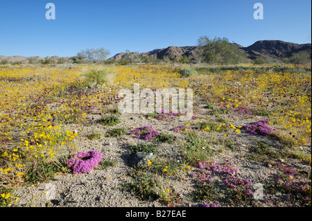 Wüste in voller Blüte mit lila Matte Parishs Gold Mohn blüht Joshua Tree Nationalpark Kalifornien USA Stockfoto