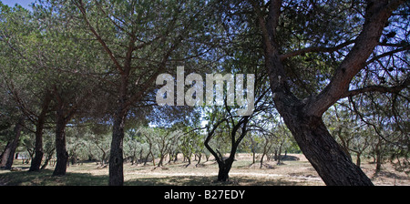 Olivenbäume in St. Remy, Provence, Frankreich. Stockfoto
