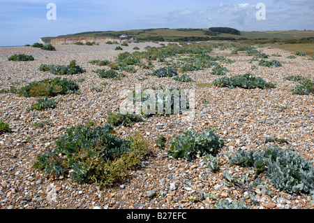 Meerespflanzen Kohl am Kiesstrand im Cuckmere Haven in East Sussex Stockfoto