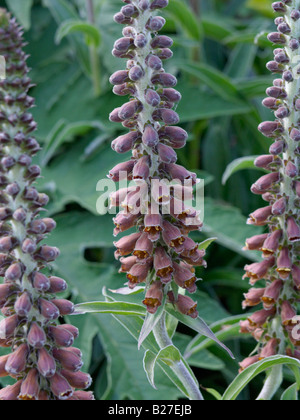 Kleinblütige Fingerhut (Digitalis parviflora) Stockfoto