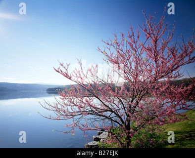 OSTREDBUD BAUM (L. CERCIS CANADENSIS); SHAWNEE STATE PARK, BEDFORD COUNTY, PENNSYLVANIA, USA Stockfoto