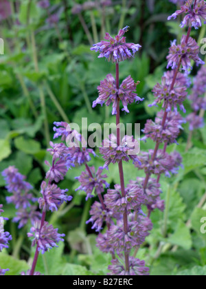 Whorled Salbei (Salvia verticillata 'Purple Rain') Stockfoto