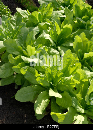 Celtuce (Lactuca sativa var. angustana) Stockfoto
