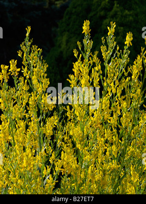 Die färber Ginster (genista Dolmetsch) Stockfoto