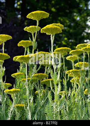 Fernleaf Schafgarbe (Achillea filipendulina 'Gold') Stockfoto