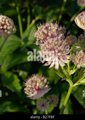 Große masterwort (astilbe) Stockfoto