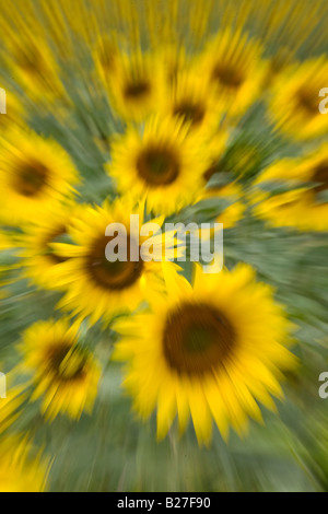 Sonnenblume mit Zoom platzen, Provence, Frankreich. Stockfoto