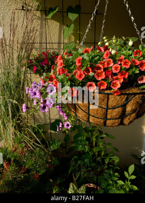 Calibrachoa traum Küsse und Petunien (Petunia) in einem hängenden Korb Stockfoto