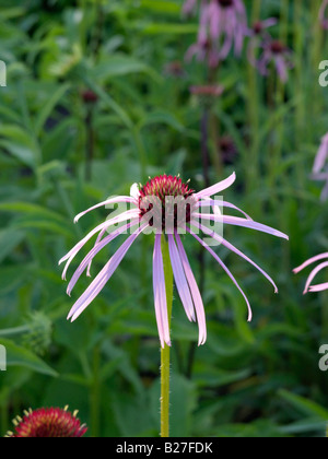 Pale purple cone Flower (Echinacea Githago) Stockfoto