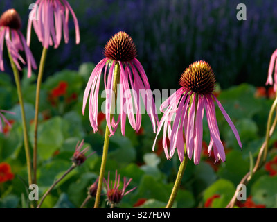 Pale purple cone Flower (Echinacea Githago) Stockfoto